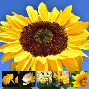 Crea il tuo collage foto fiori e piante – stampa premium: rose, tulipani, prati in fiore