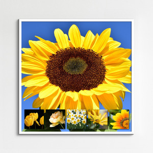 Crea il tuo collage foto fiori e piante – stampa premium: rose, tulipani, prati in fiore