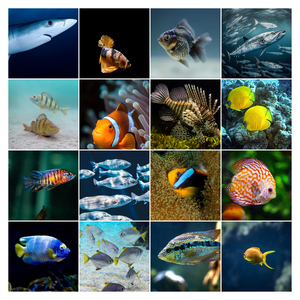 Collage foto subacquee: animali marini e immersioni – crea e stampa il tuo collage premium