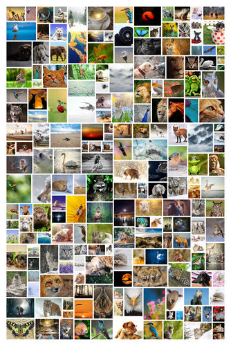 Crea la tua collage foto selvaggio personalizzata per la tua parete!