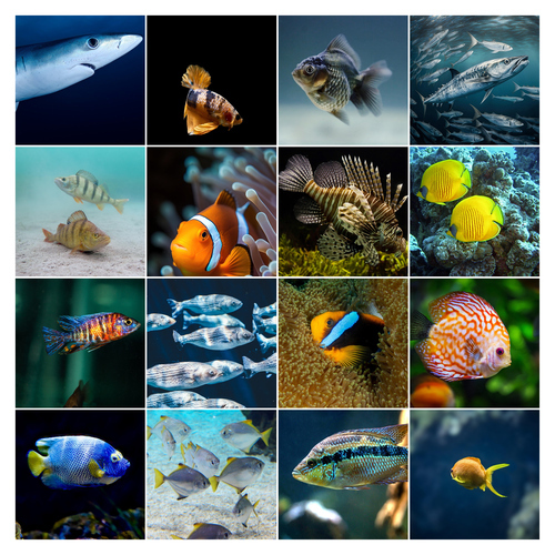 Collage foto subacquee: animali marini e immersioni – crea e stampa il tuo collage premium