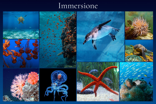 Collage foto subacquee: animali marini e immersioni – crea e stampa il tuo collage premium