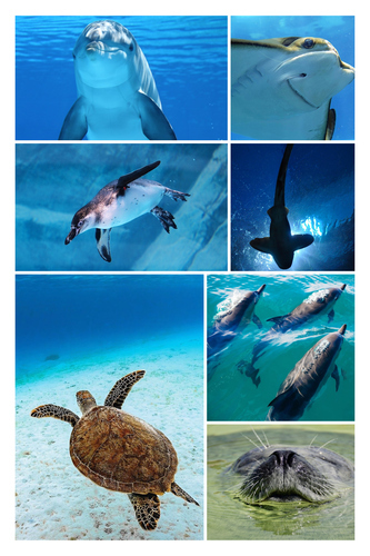 Collage foto subacquee: animali marini e immersioni – crea e stampa il tuo collage premium