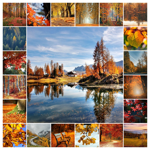 Collage foto natura 4 stagioni - crea e stampa premium con modelli per paesaggi e animali